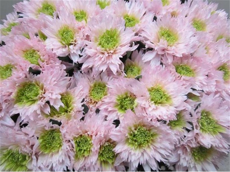 Marjetka deco Undercover Rose / Green c706