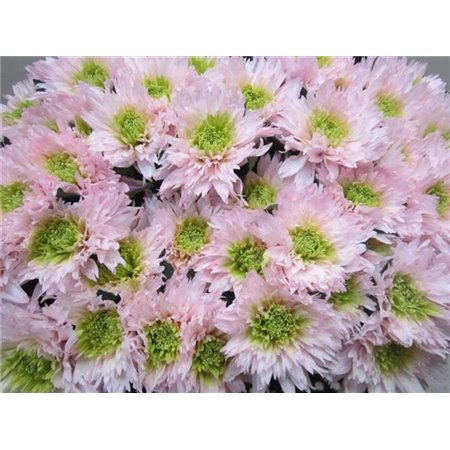 Marjetka deco Undercover Rose / Green c706