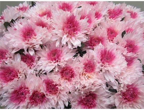 Marjetka deco Undercover Rose / Green c707