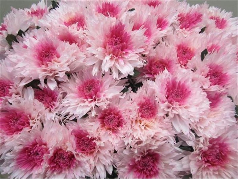 Marjetka deco Undercover Rose / Green c707