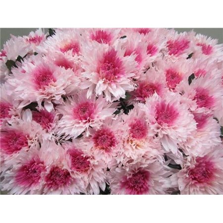 Marjetka deco Undercover Rose / Green c707