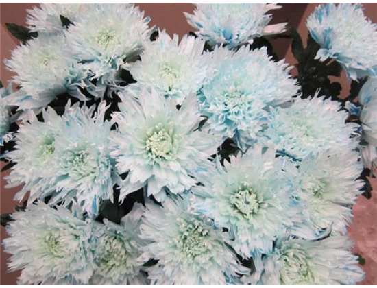 Marjetka deco Undercover Sweet Blue c708