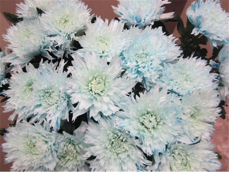 Marjetka deco Undercover Sweet Blue c708