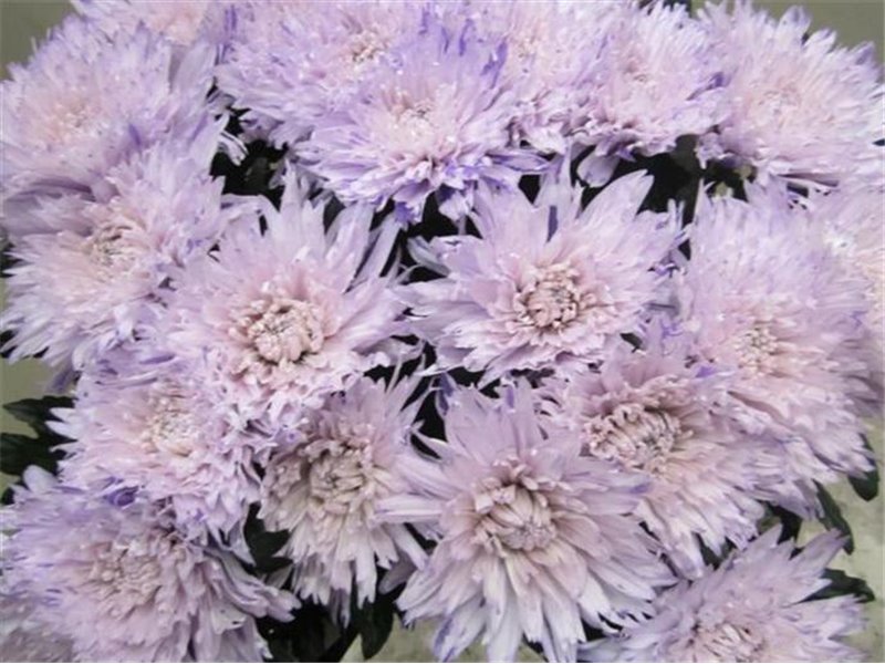 Marjetka deco Undercover Sweet Blue c709