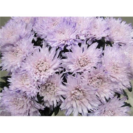 Marjetka deco Undercover Sweet Blue c709