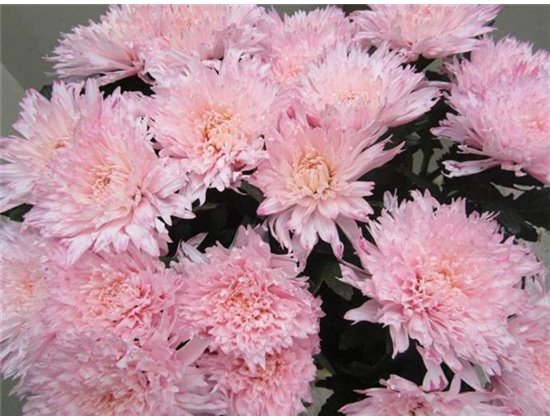 Marjetka deco Undercover Sweet Rose c710