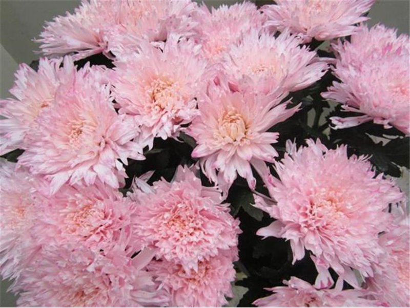 Marjetka deco Undercover Sweet Rose c710