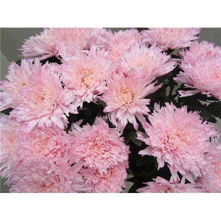 Marjetka deco Undercover Sweet Rose c710