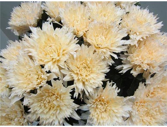 Marjetka deco Undercover Sweet Salmon c711