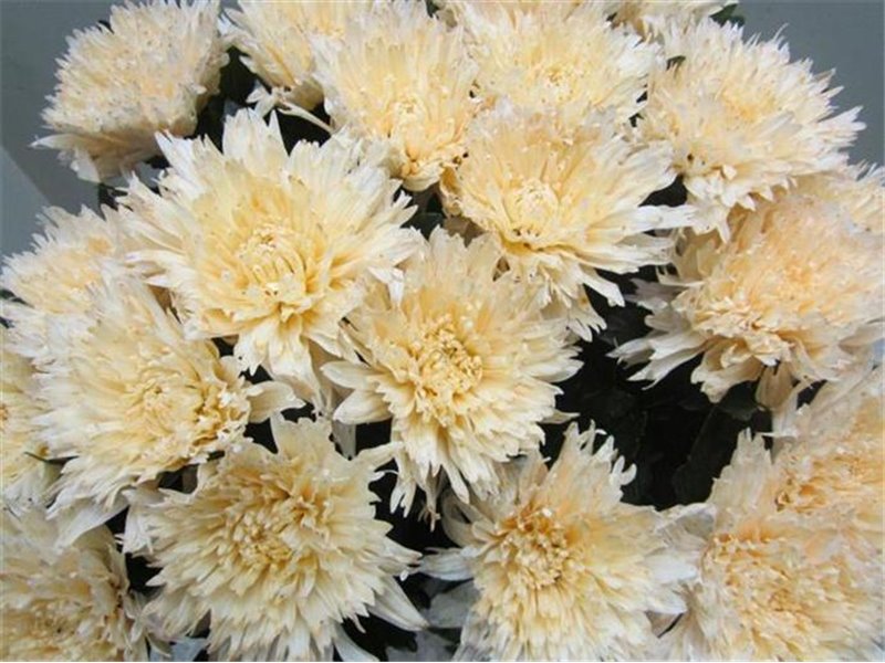 Marjetka deco Undercover Sweet Salmon c711