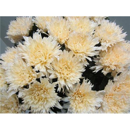 Marjetka deco Undercover Sweet Salmon c711