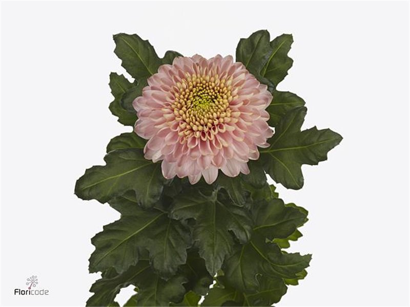 Marjetka Empress c714