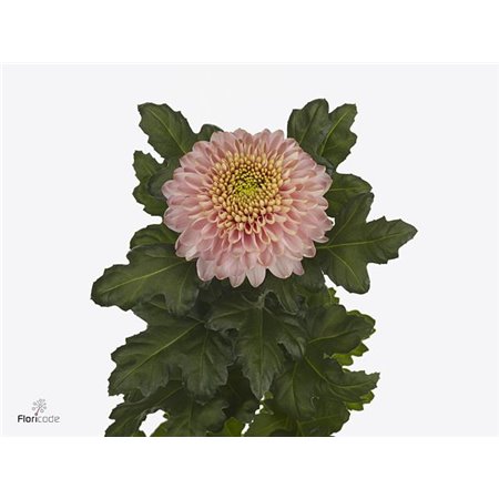 Marjetka Empress c714