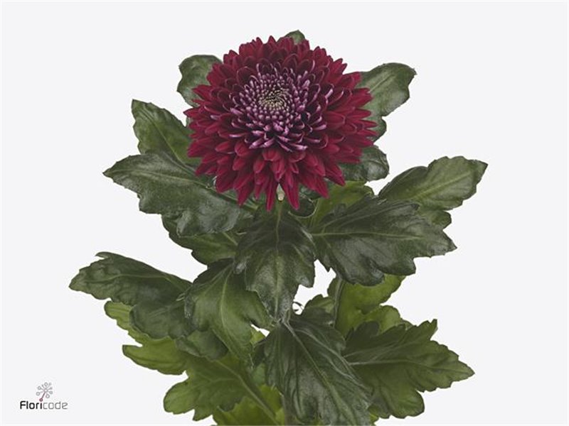 Marjetka Empress c715