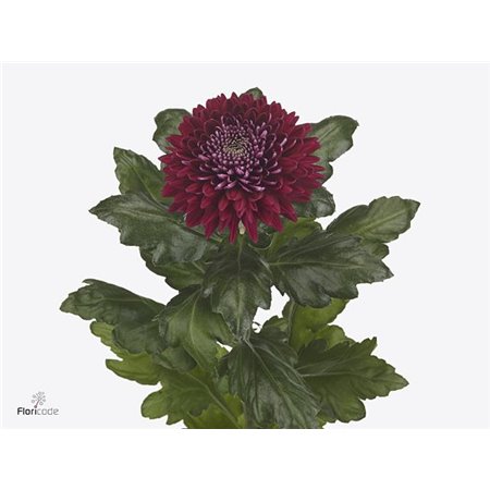 Marjetka Empress c715