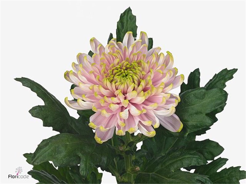 Marjetka Rossano Charlotte c718