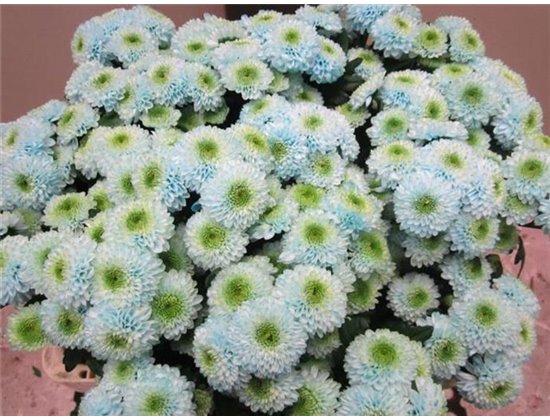 Marjetka santini Ferry Sweet Blue c735