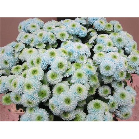 Marjetka santini Ferry Sweet Blue c735