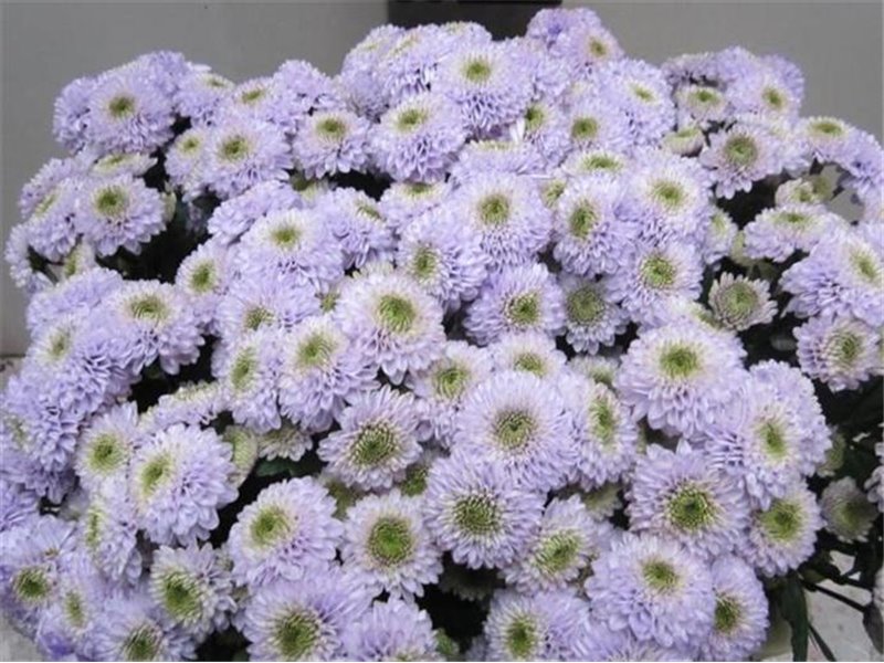 Marjetka santini Ferry Sweet Milka c737