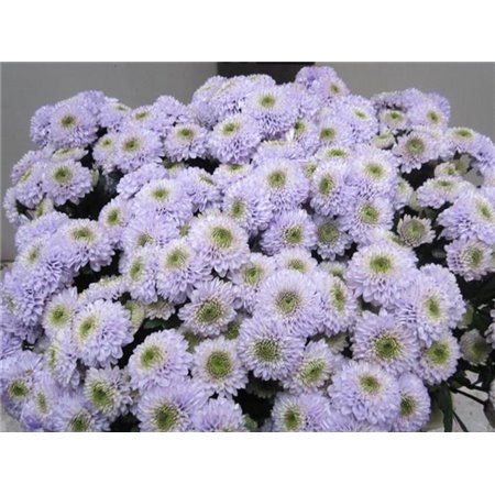 Marjetka santini Ferry Sweet Milka c737