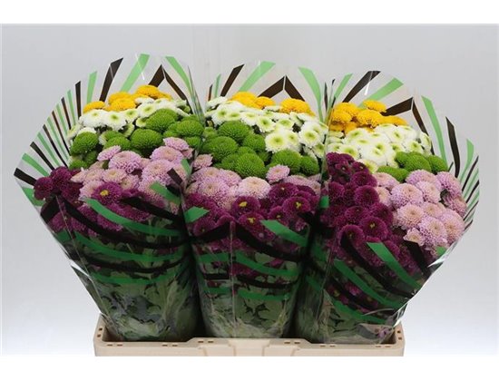 Marjetka santini Pompon Mixed in Bunch c758