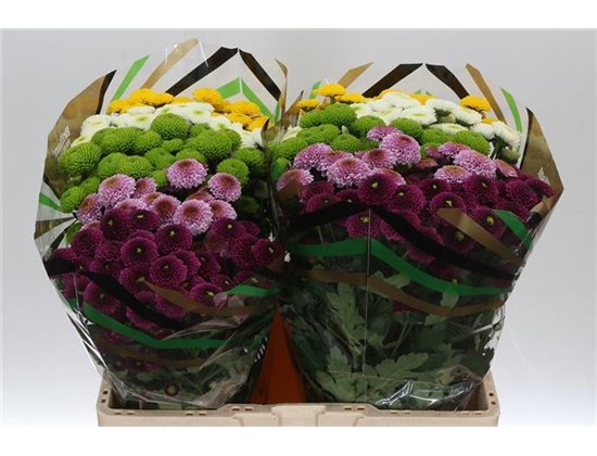 Marjetka santini Pompon Mixed in Bunch c759