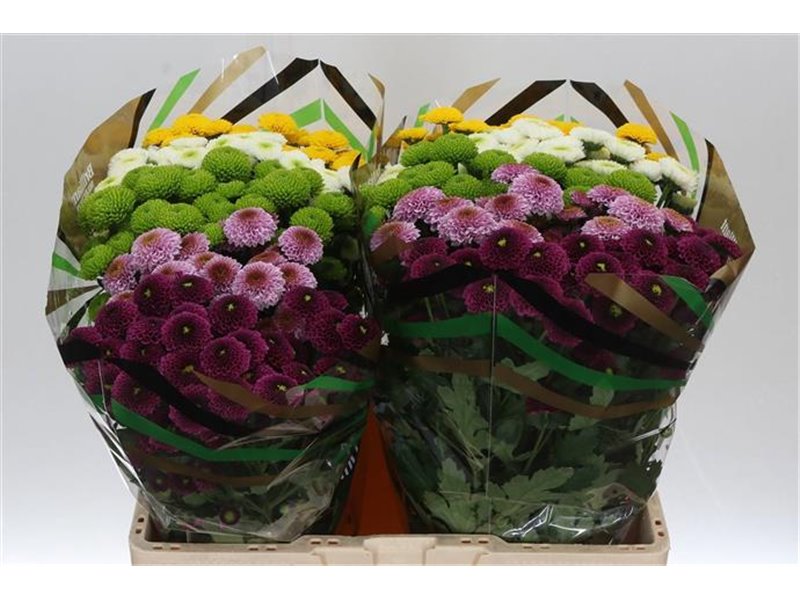 Marjetka santini Pompon Mixed in Bunch X L c760