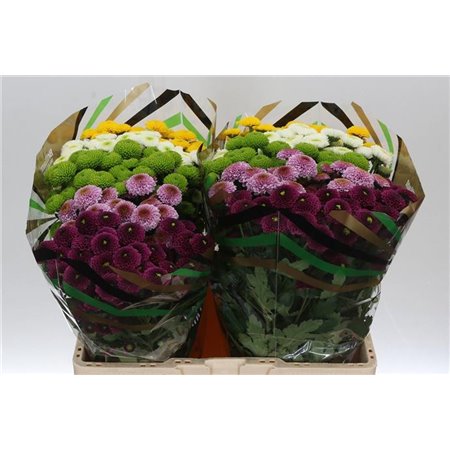 Marjetka santini Pompon Mixed in Bunch X L c761