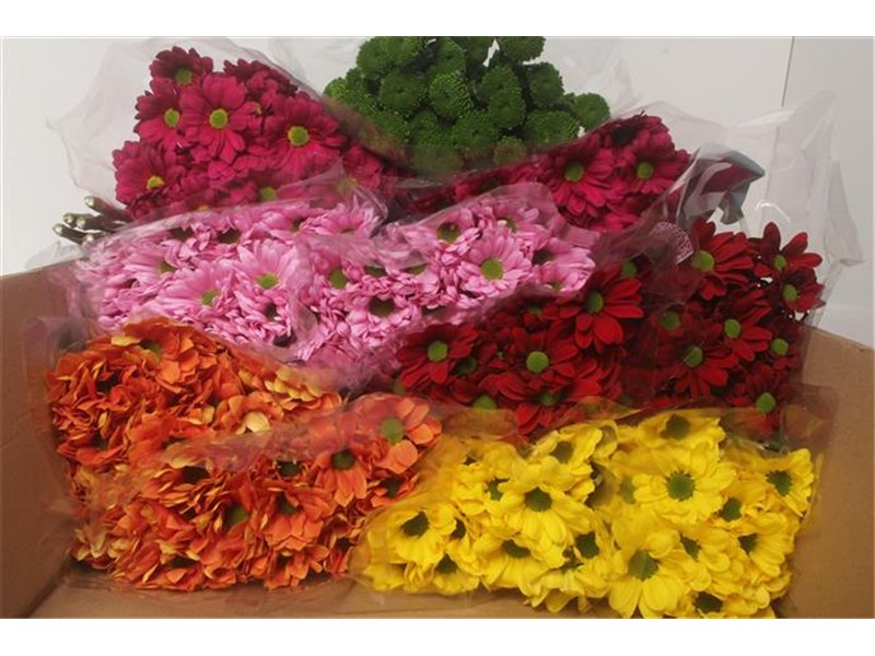 Marjetka T Mixed c812