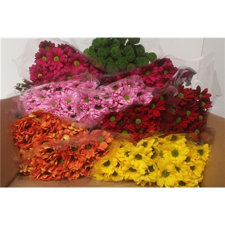 Marjetka T Mixed c812