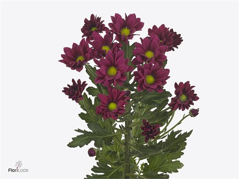 Marjetka T Purple Star c819