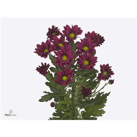 Marjetka T Purple Star c819