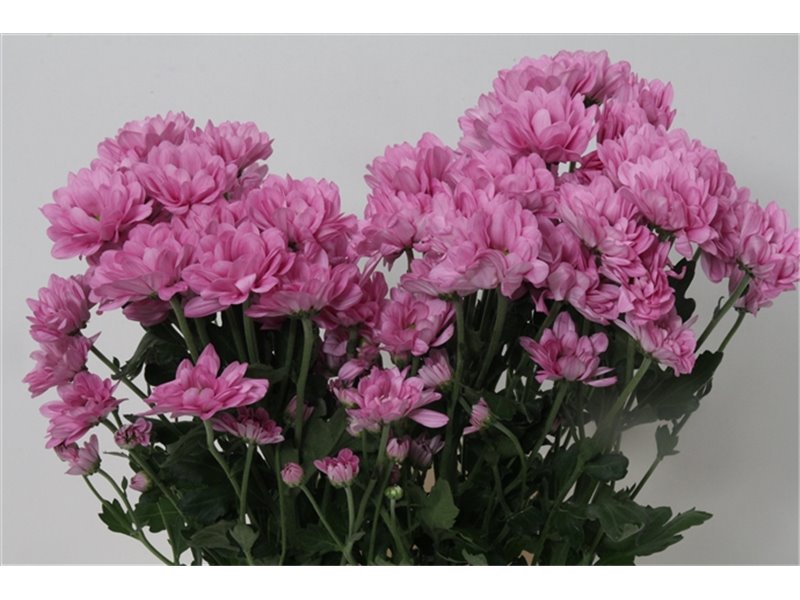 Marjetka T Resq c821