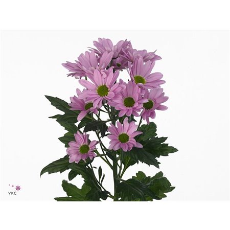 Marjetka T Resq c822