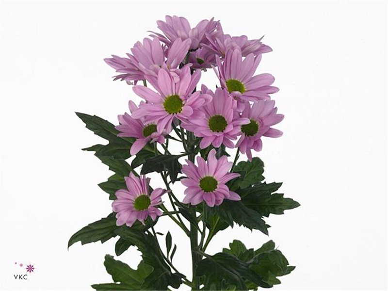 Marjetka T Rihanna c823