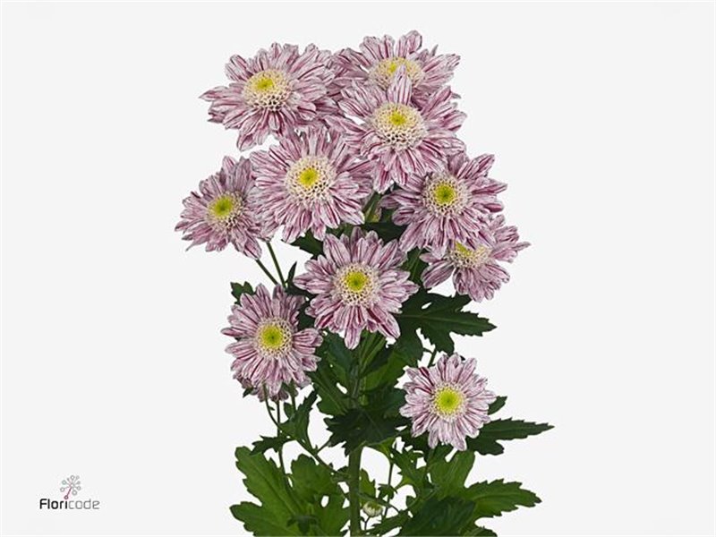 Marjetka T Serenity c824