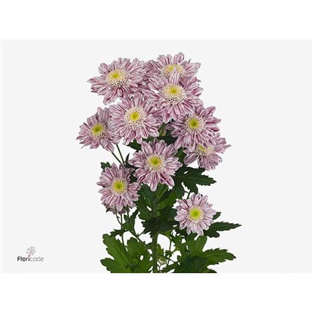 Marjetka T Serenity c824