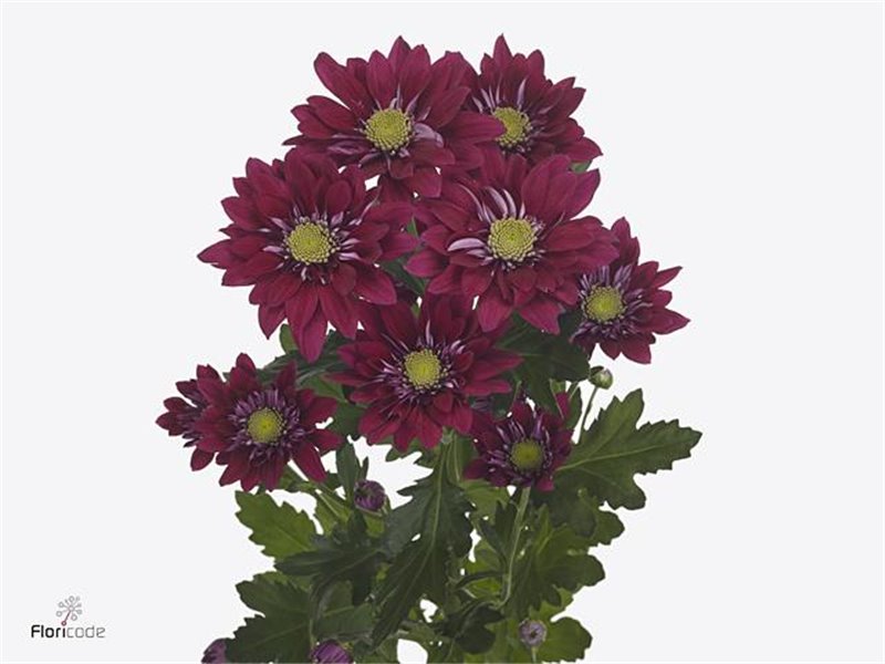 Marjetka T Serenity Purple c826