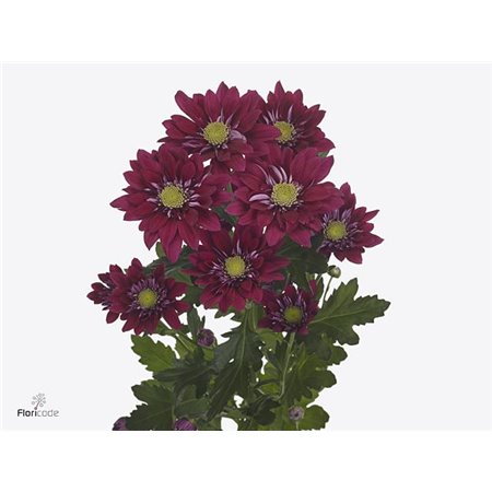 Marjetka T Serenity Purple c826