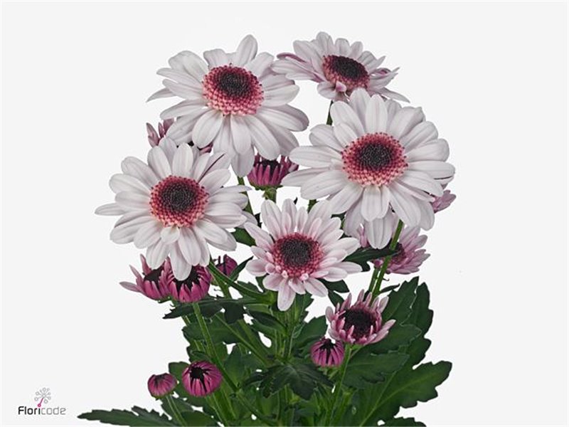 Marjetka T Stallion Sweet Salmon c831