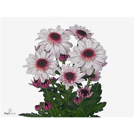 Marjetka T Stallion Sweet Salmon c831