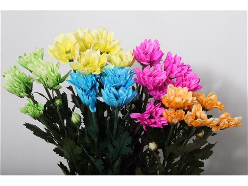 Marjetka T Vibe Rainbow x40 c834