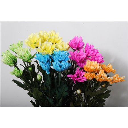 Marjetka T Vibe Rainbow x40 c834