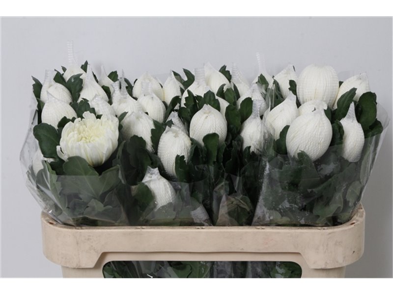 Marjetka T Whiskey c836