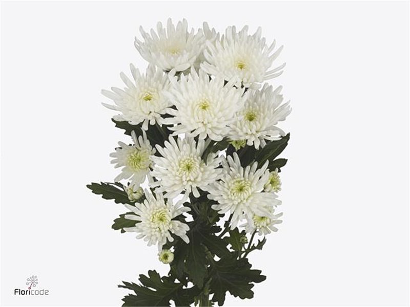 Marjetka Topspin c837