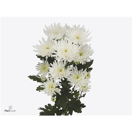 Marjetka Topspin c838