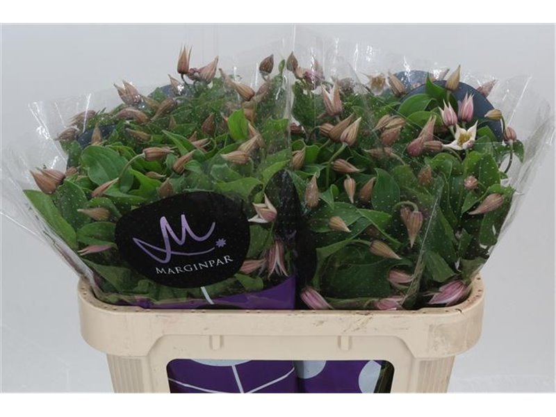 Marjetka Topspin c839