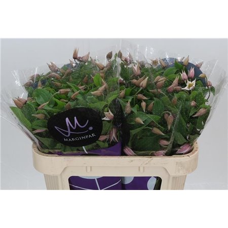 Marjetka Topspin c839