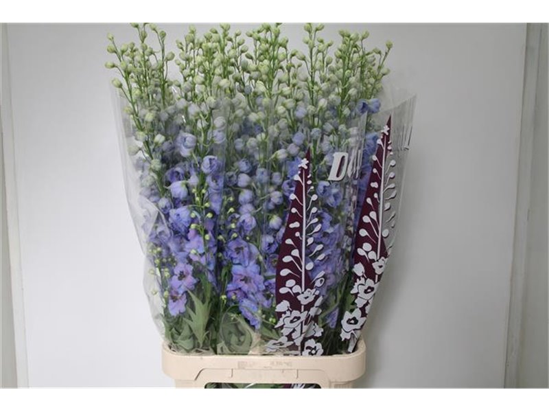 Delphinium Du Dew Azul c941