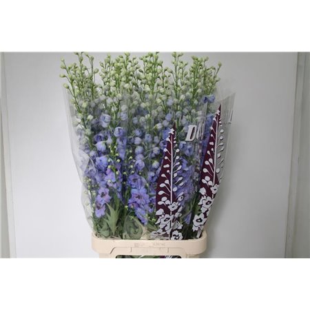 Delphinium Du Dew Azul c941